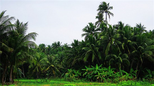 河北七色花棉花糖
